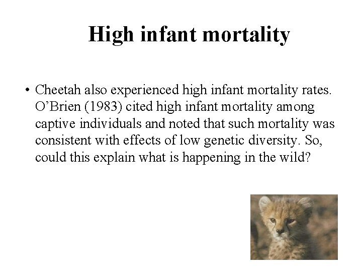High infant mortality • Cheetah also experienced high infant mortality rates. O’Brien (1983) cited