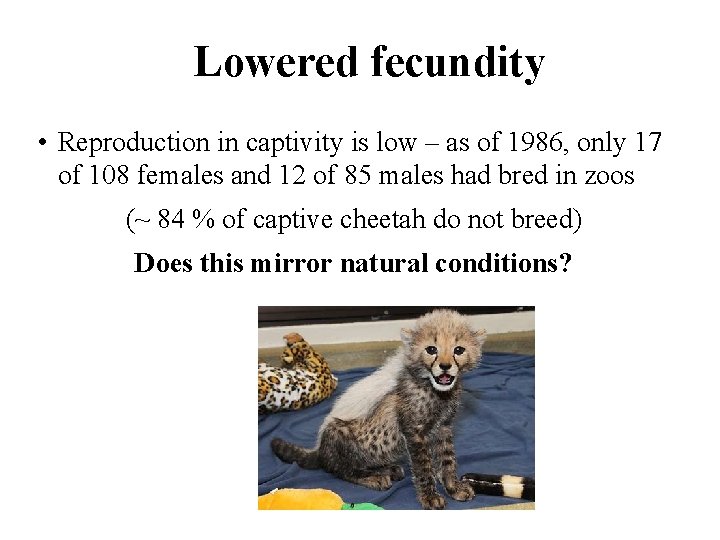 Lowered fecundity • Reproduction in captivity is low – as of 1986, only 17