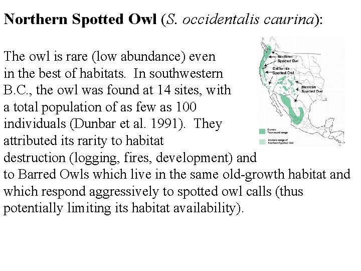 Northern Spotted Owl (S. occidentalis caurina): The owl is rare (low abundance) even in