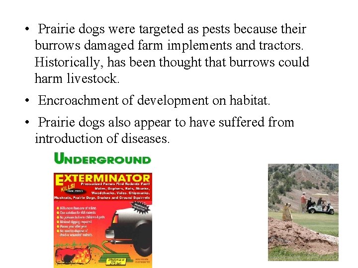  • Prairie dogs were targeted as pests because their burrows damaged farm implements