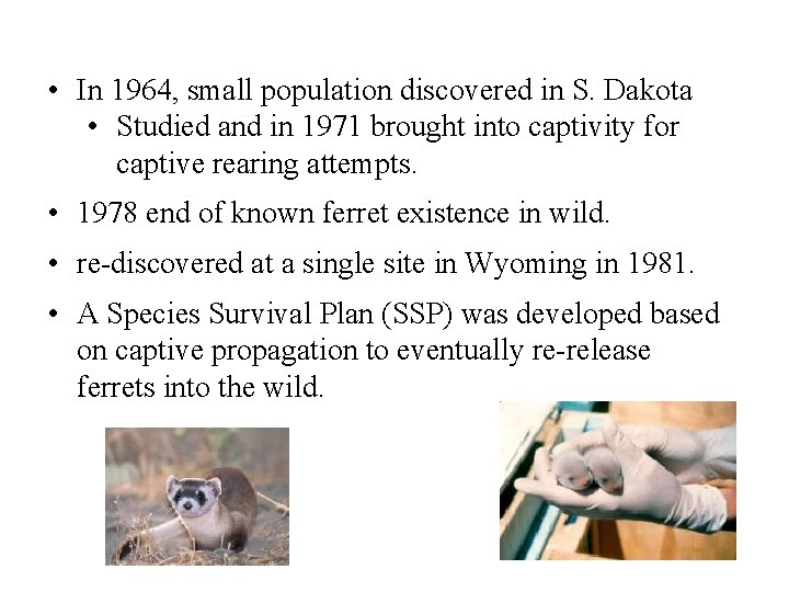  • In 1964, small population discovered in S. Dakota • Studied and in