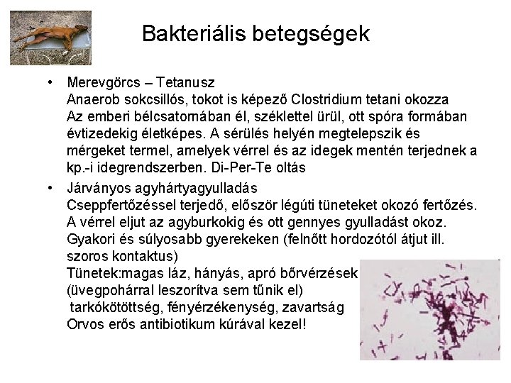 Bakteriális betegségek • Merevgörcs – Tetanusz Anaerob sokcsillós, tokot is képező Clostridium tetani okozza