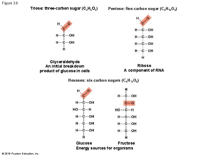 Figure 3. 8 Triose: three-carbon sugar (C 3 H 6 O 3) Glyceraldehyde An