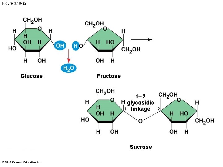 Figure 3. 10 -s 2 Glucose Fructose 1– 2 glycosidic linkage Sucrose © 2016