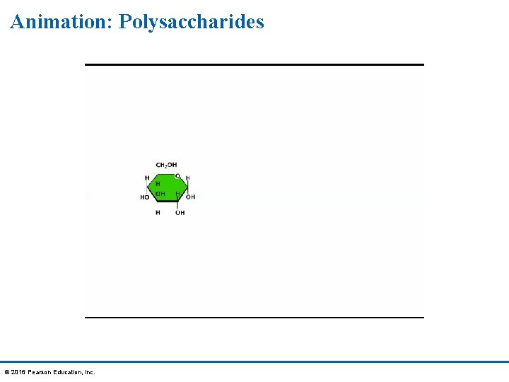 Animation: Polysaccharides © 2016 Pearson Education, Inc. 