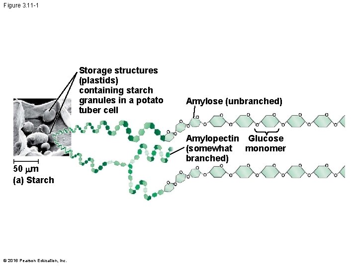 Figure 3. 11 -1 Storage structures (plastids) containing starch granules in a potato tuber