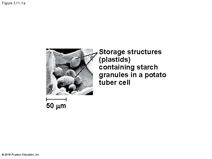 Figure 3. 11 -1 a Storage structures (plastids) containing starch granules in a potato