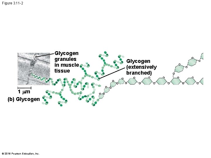 Figure 3. 11 -2 Glycogen granules in muscle tissue 1 mm (b) Glycogen ©