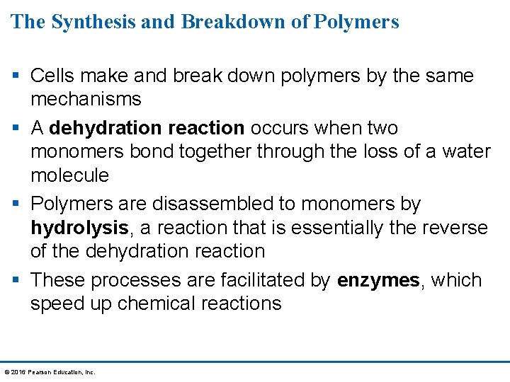 The Synthesis and Breakdown of Polymers § Cells make and break down polymers by