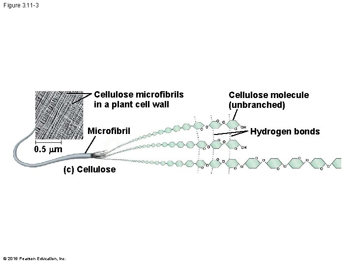 Figure 3. 11 -3 Cellulose microfibrils in a plant cell wall Microfibril 0. 5