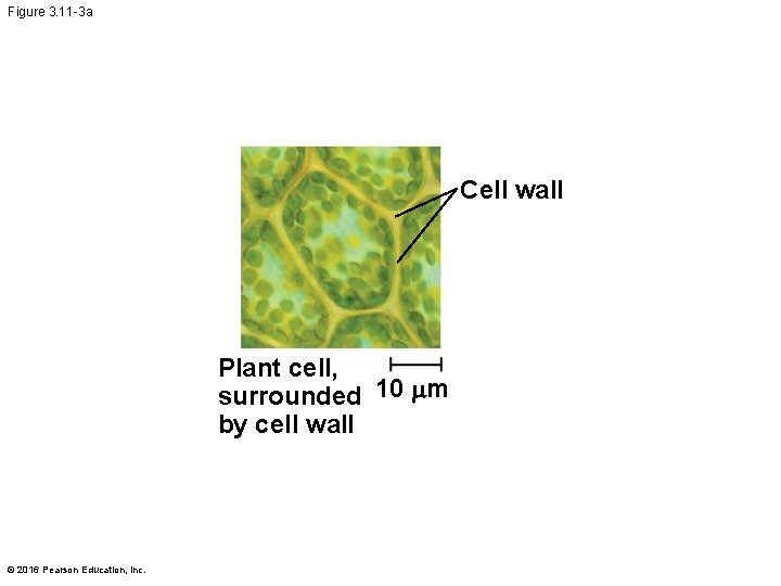 Figure 3. 11 -3 a Cell wall Plant cell, surrounded 10 mm by cell