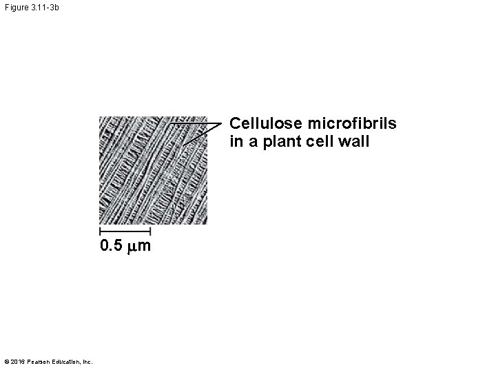 Figure 3. 11 -3 b Cellulose microfibrils in a plant cell wall 0. 5