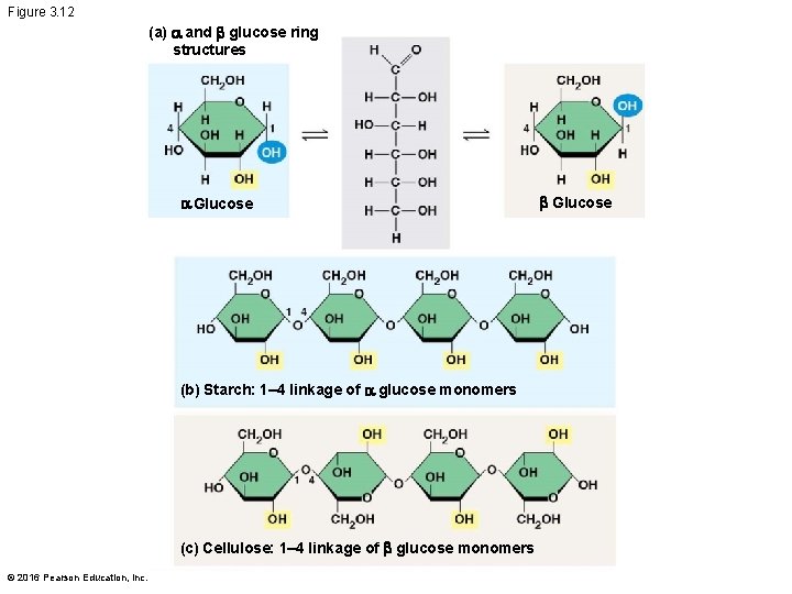 Figure 3. 12 (a) and b glucose ring structures Glucose (b) Starch: 1– 4