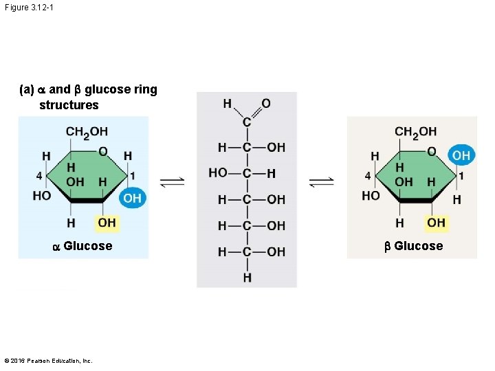 Figure 3. 12 -1 (a) and b glucose ring structures Glucose © 2016 Pearson