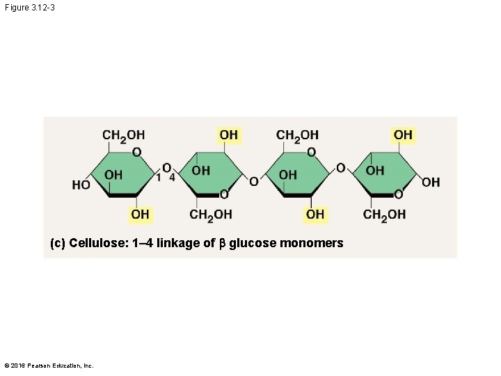 Figure 3. 12 -3 (c) Cellulose: 1– 4 linkage of b glucose monomers ©