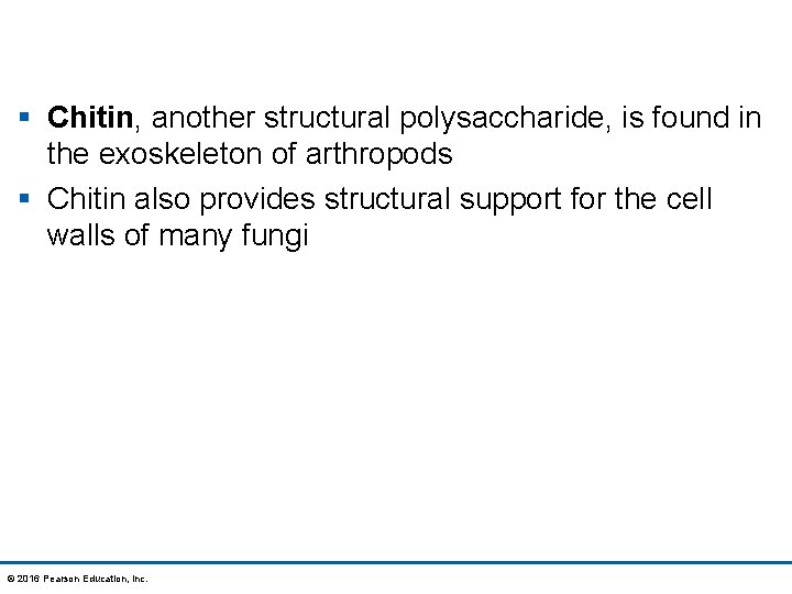 § Chitin, another structural polysaccharide, is found in the exoskeleton of arthropods § Chitin
