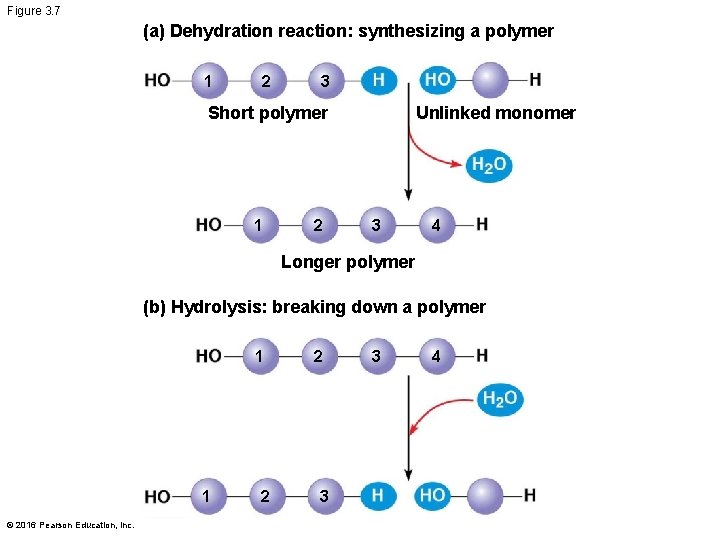 Figure 3. 7 (a) Dehydration reaction: synthesizing a polymer 1 2 3 Short polymer