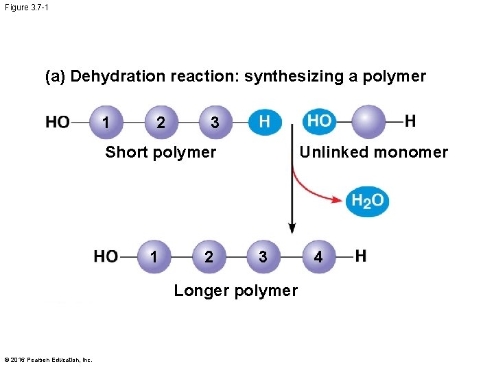 Figure 3. 7 -1 (a) Dehydration reaction: synthesizing a polymer 1 2 3 Short