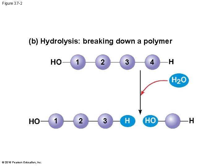 Figure 3. 7 -2 (b) Hydrolysis: breaking down a polymer 1 1 © 2016