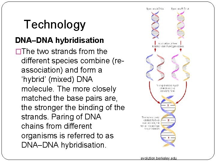 Technology DNA–DNA hybridisation �The two strands from the different species combine (reassociation) and form