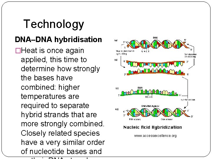 Technology DNA–DNA hybridisation �Heat is once again applied, this time to determine how strongly
