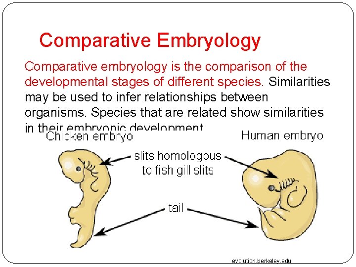 Comparative Embryology Comparative embryology is the comparison of the developmental stages of different species.