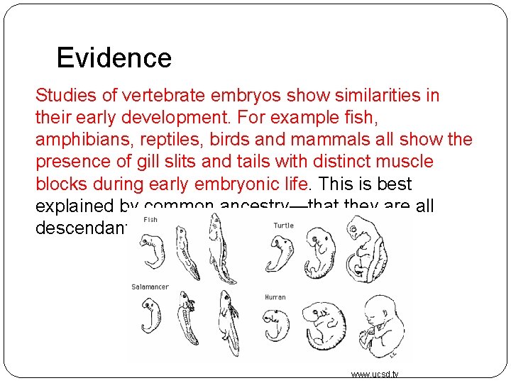 Evidence Studies of vertebrate embryos show similarities in their early development. For example fish,