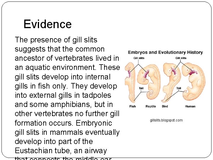 Evidence The presence of gill slits suggests that the common ancestor of vertebrates lived