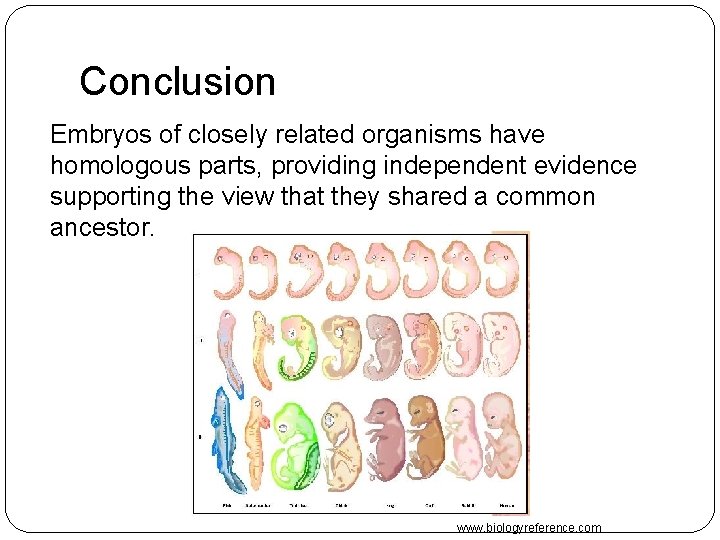 Conclusion Embryos of closely related organisms have homologous parts, providing independent evidence supporting the