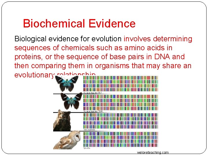 Biochemical Evidence Biological evidence for evolution involves determining sequences of chemicals such as amino