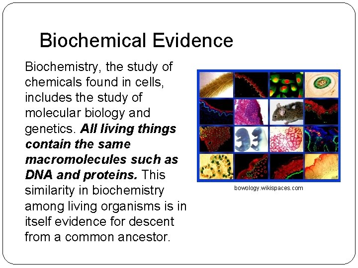 Biochemical Evidence Biochemistry, the study of chemicals found in cells, includes the study of