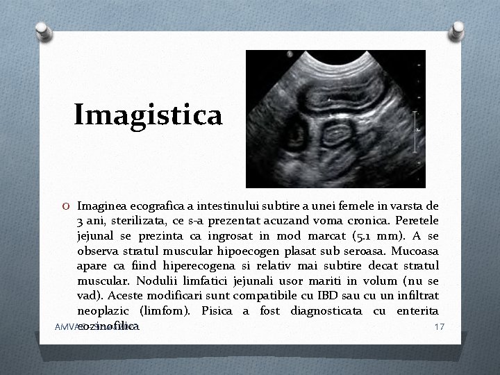 Imagistica O Imaginea ecografica a intestinului subtire a unei femele in varsta de 3