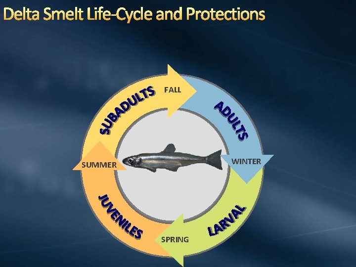 Delta Smelt Life-Cycle and Protections FALL WINTER SUMMER SPRING 