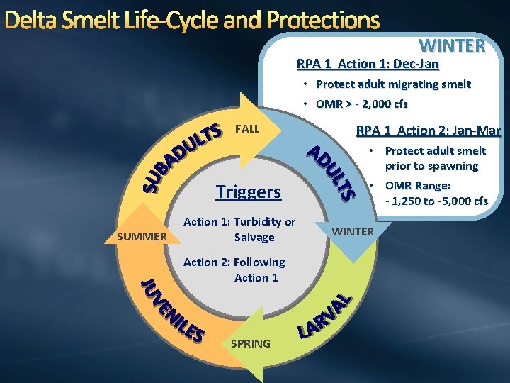 Delta Smelt Life-Cycle and Protections WINTER RPA 1 Action 1: Dec-Jan • Protect adult