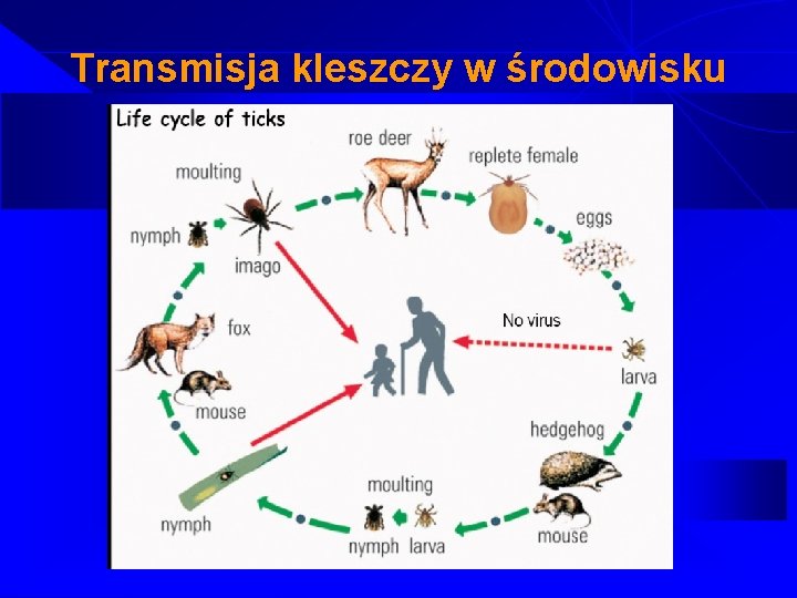 Transmisja kleszczy w środowisku 