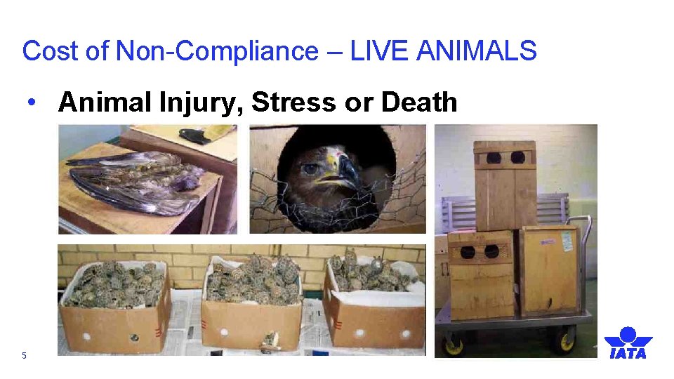 Cost of Non-Compliance – LIVE ANIMALS • Animal Injury, Stress or Death 5 