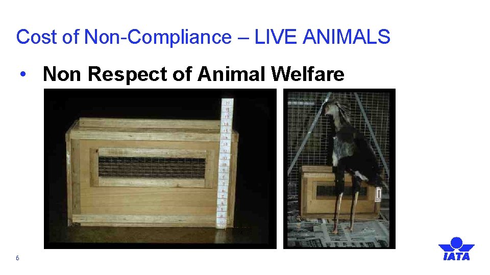 Cost of Non-Compliance – LIVE ANIMALS • Non Respect of Animal Welfare 6 
