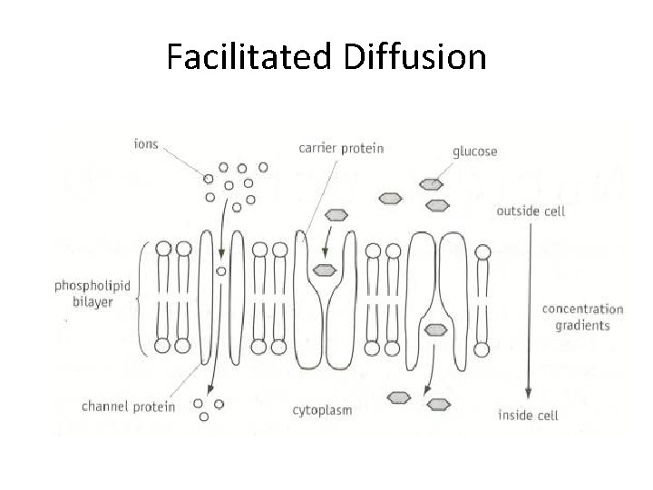 Facilitated Diffusion 