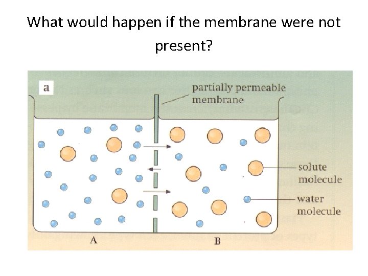 What would happen if the membrane were not present? 