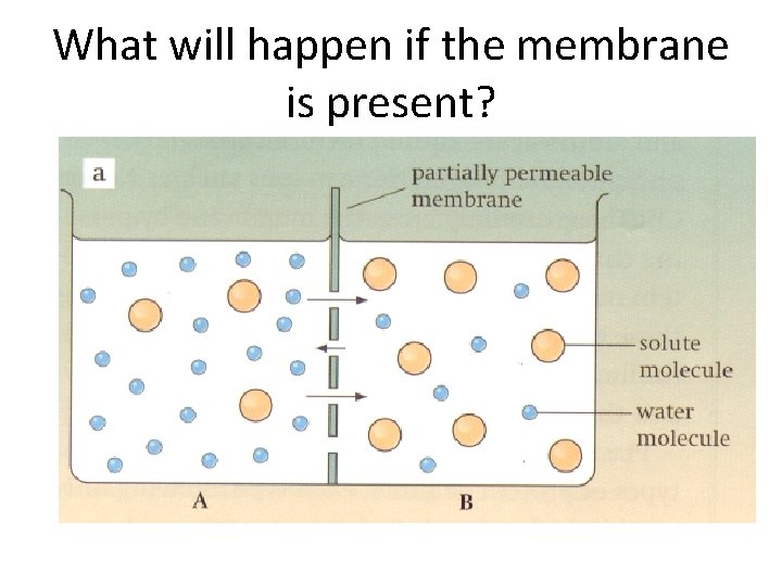 What will happen if the membrane is present? 