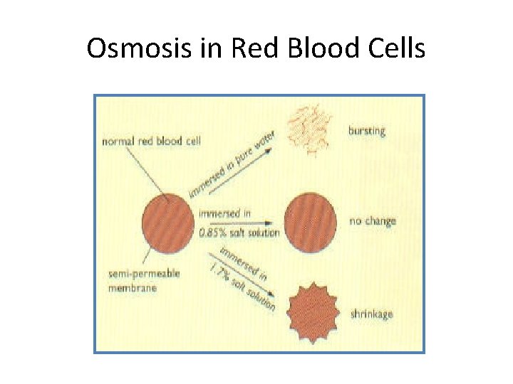 Osmosis in Red Blood Cells 