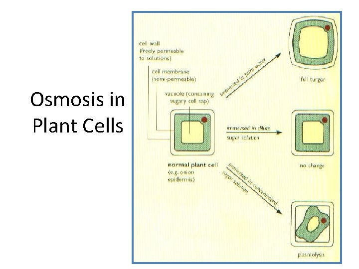 Osmosis in Plant Cells 