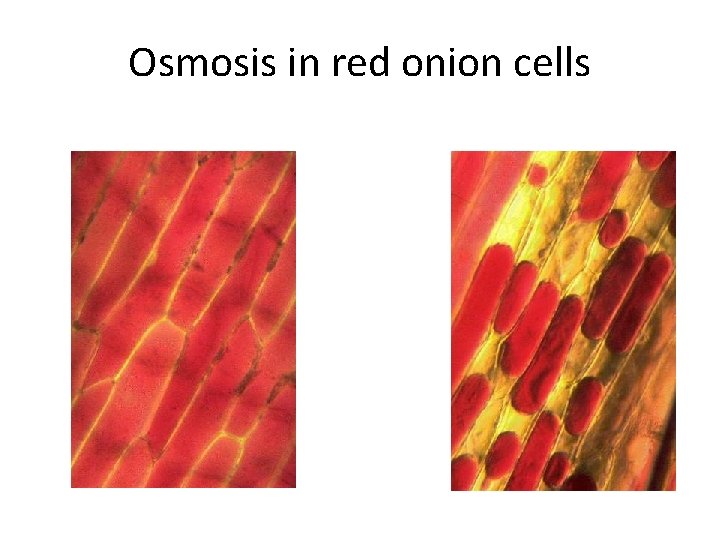 Osmosis in red onion cells 