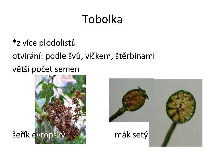 Tobolka *z více plodolistů otvírání: podle švů, víčkem, štěrbinami větší počet semen šeřík evropský