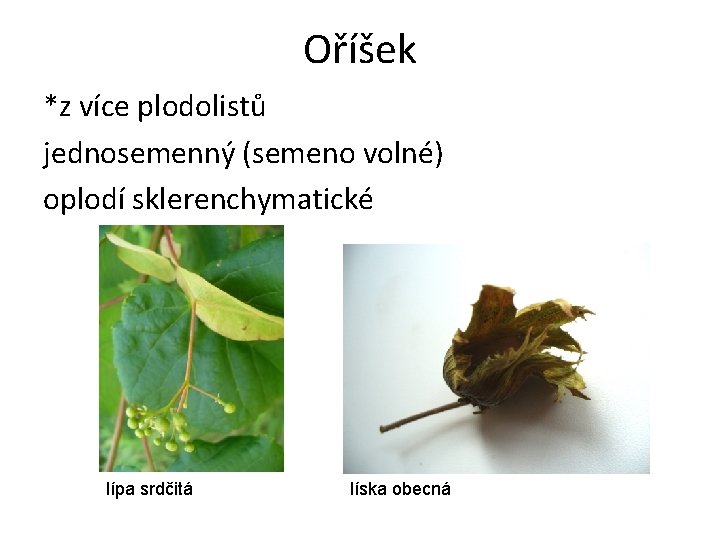 Oříšek *z více plodolistů jednosemenný (semeno volné) oplodí sklerenchymatické lípa srdčitá líska obecná 