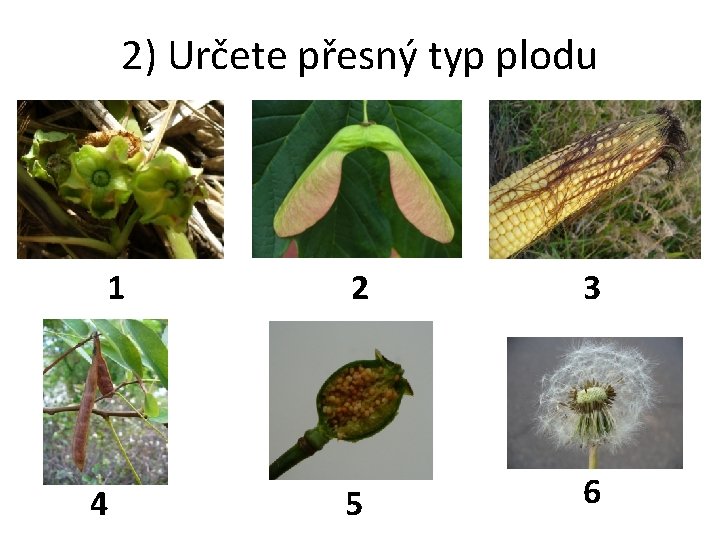 2) Určete přesný typ plodu diskovitý 1 lusk 4 dvounažka 2 3 obilka tobolka