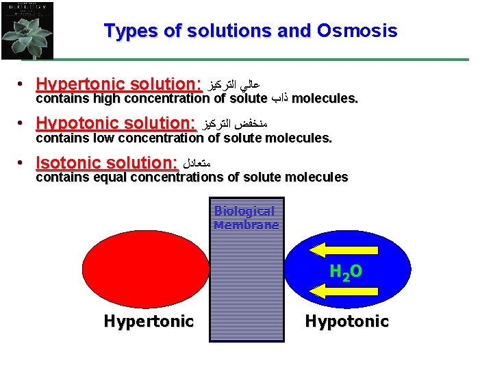 Types of solutions and Osmosis • Hypertonic solution: ﻋﺎﻟﻲ ﺍﻟﺘﺮﻛﻴﺰ contains high concentration of