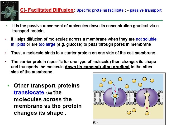 C)- Facilitated Diffusion: Specific proteins facilitate ﺗﻫ ﻝ passive transport • It is the