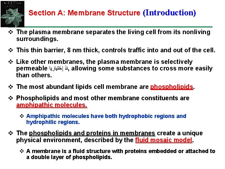 Section A: Membrane Structure (Introduction) v The plasma membrane separates the living cell from