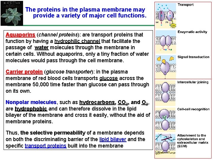 The proteins in the plasma membrane may provide a variety of major cell functions.
